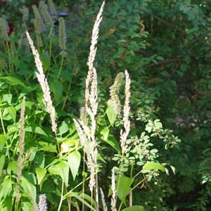 Calamagrostis x Karl Foerster